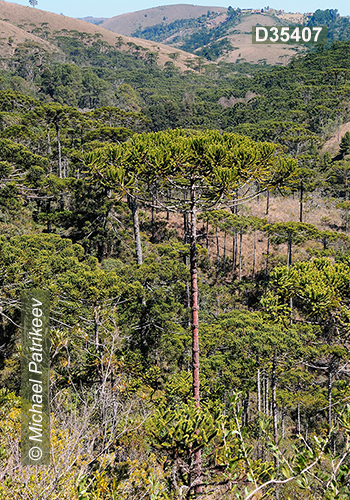 Campos do Jordao State Park, Sao Paulo, Brazil